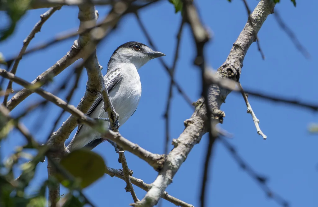 灰厚嘴霸鹟(Pachyramphus rufus)