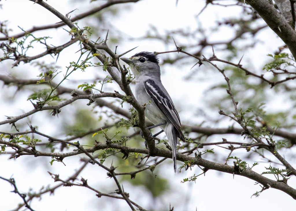 隐厚嘴霸鹟(Pachyramphus salvini)