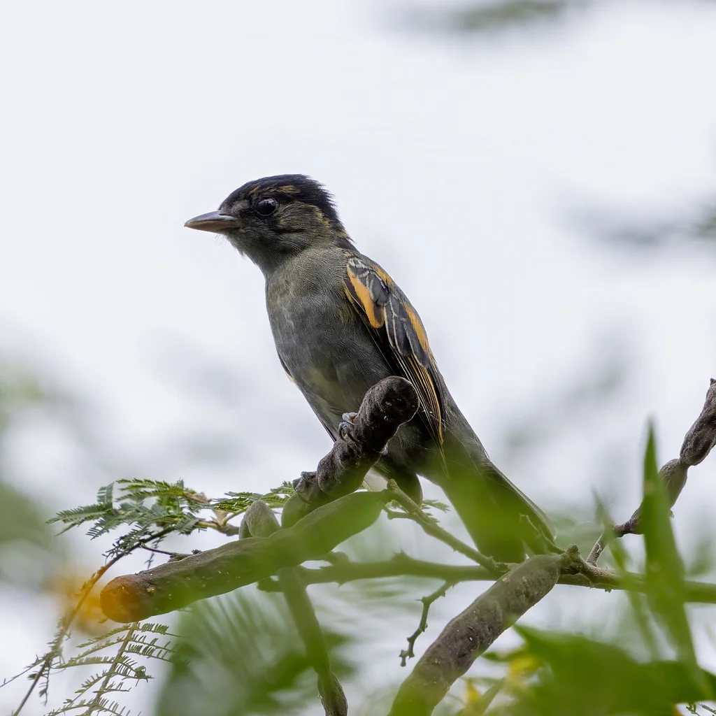 蓝灰厚嘴霸鹟(Pachyramphus spodiurus)