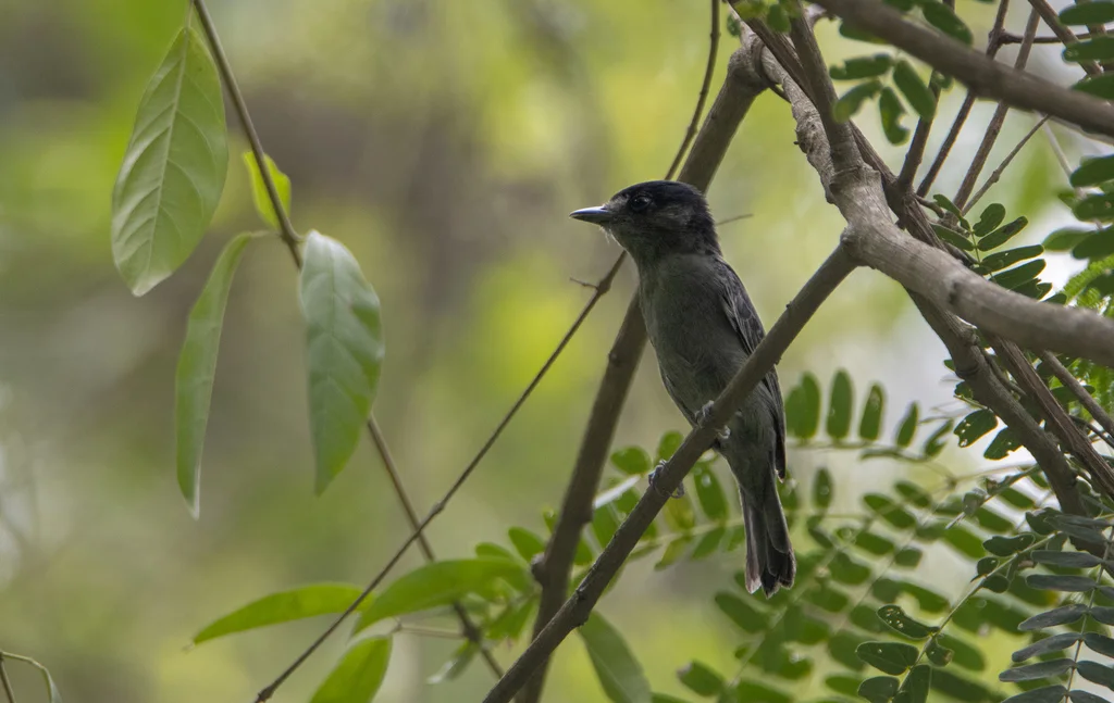 蓝灰厚嘴霸鹟(Pachyramphus spodiurus)
