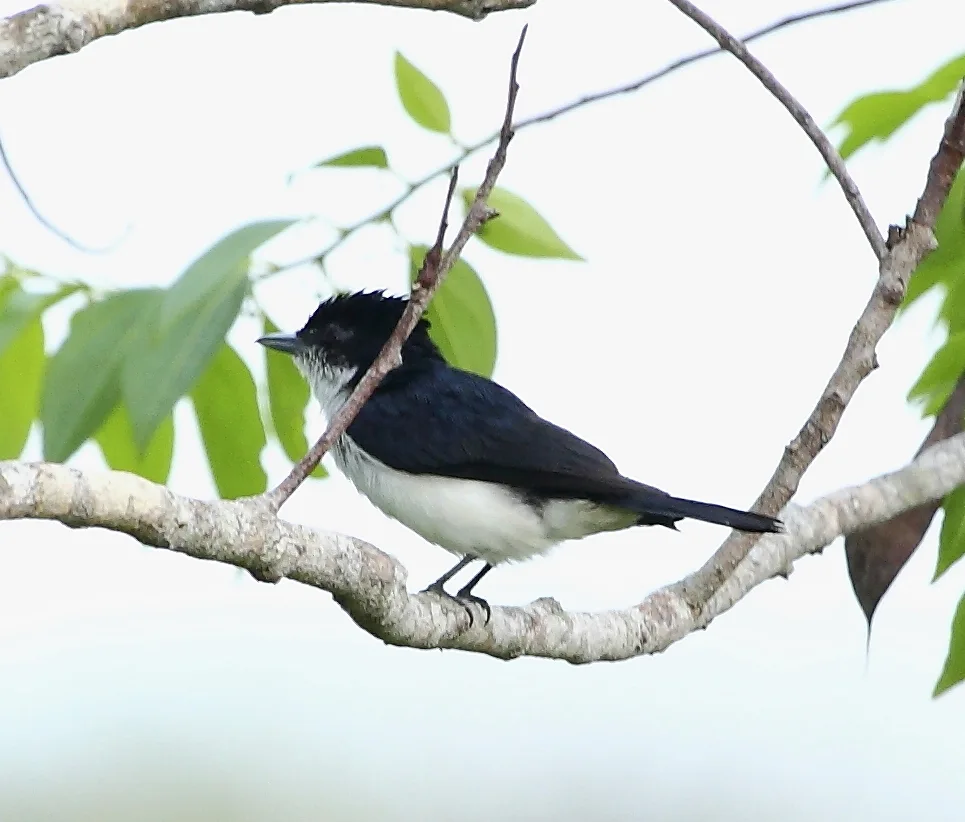 亮背厚嘴霸鹟（Pachyramphus surinamus）