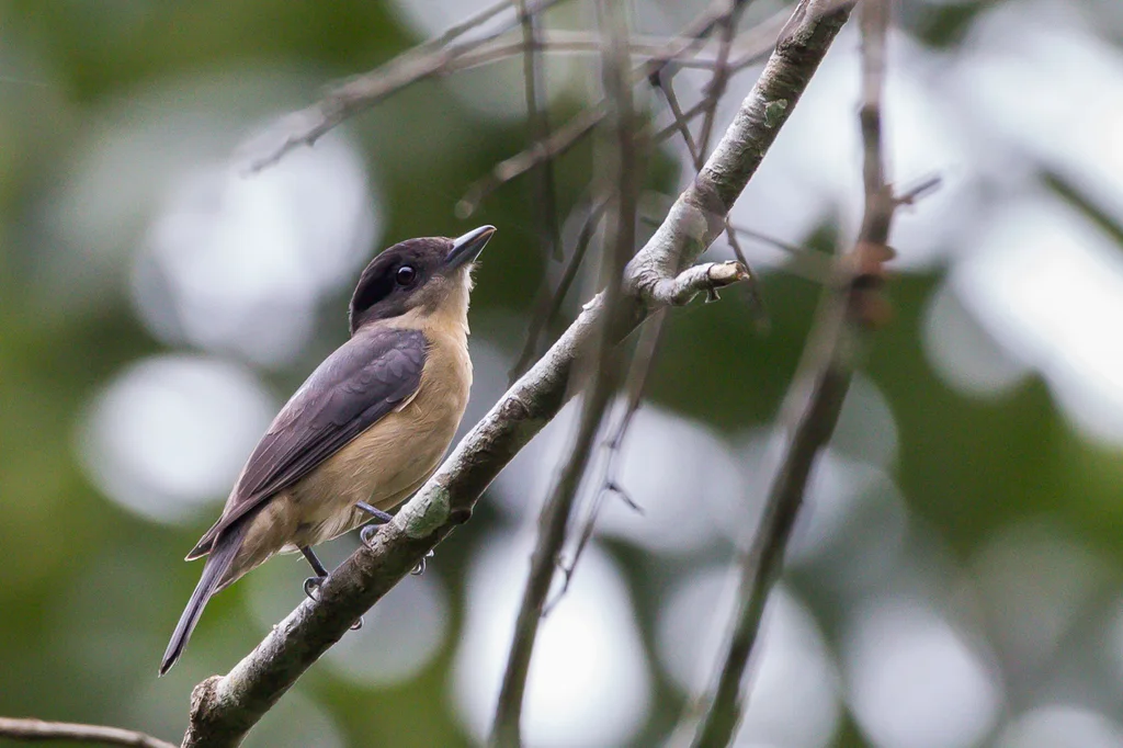 淡色厚嘴霸鹟(Pachyramphus validus)