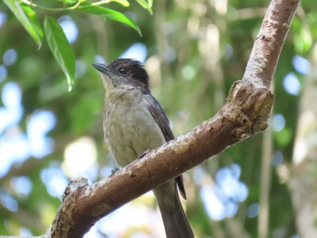 淡色厚嘴霸鹟(Pachyramphus validus)