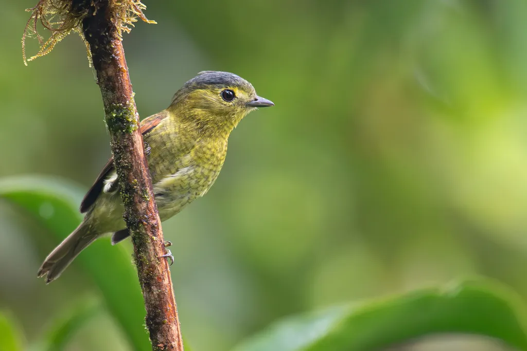 斑纹厚嘴霸鹟(Pachyramphus versicolor)