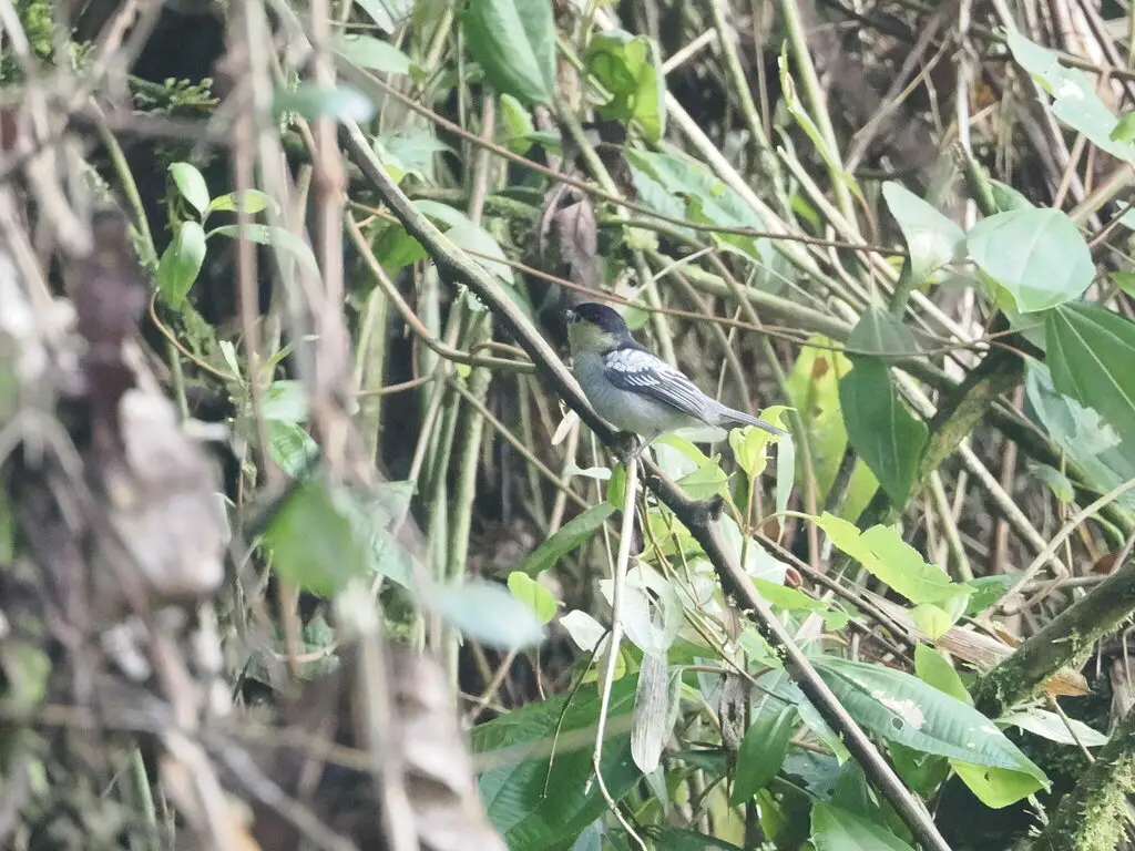 斑纹厚嘴霸鹟(Pachyramphus versicolor)