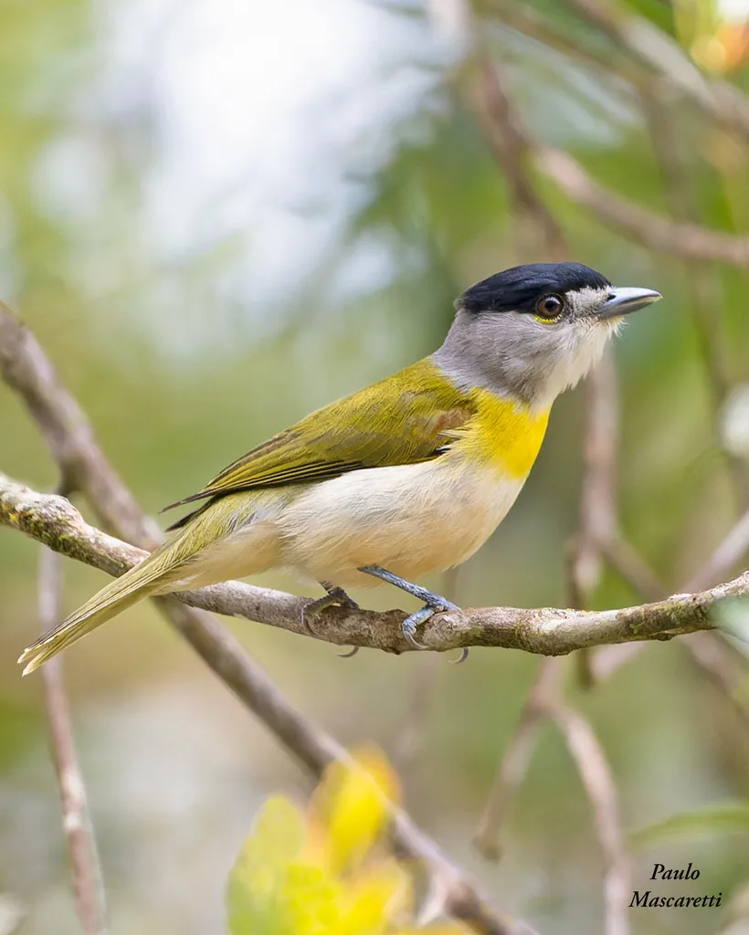 绿背厚嘴霸鹟(Pachyramphus viridis)