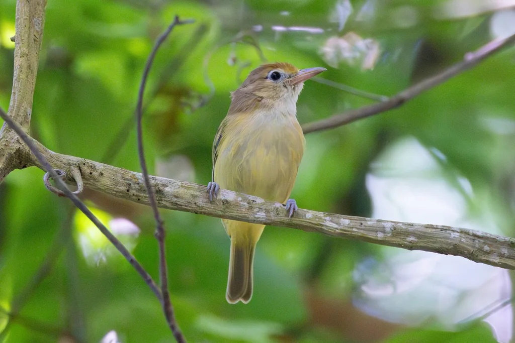 金额绿莺雀（Pachysylvia aurantiifrons）
