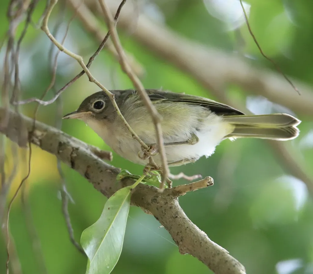 灰头绿莺雀(Pachysylvia decurtata)
