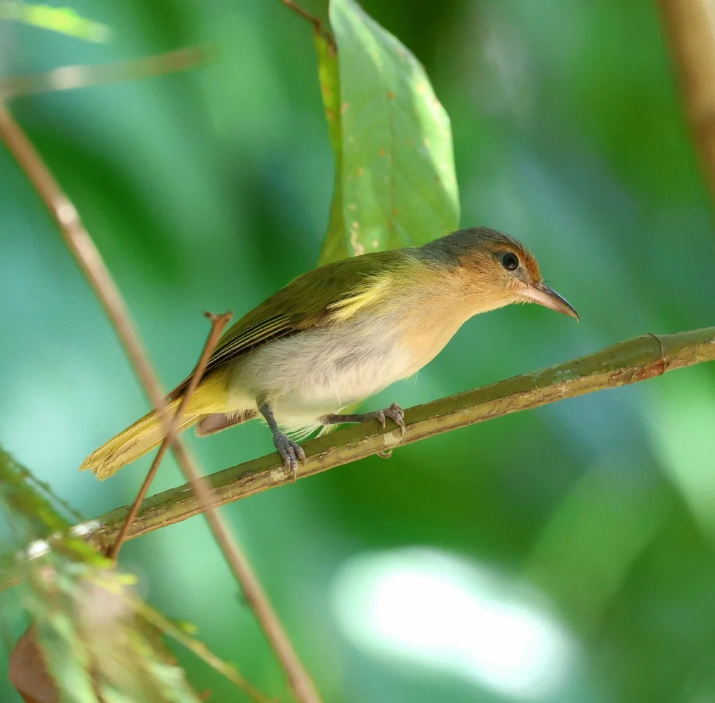 黄颊绿莺雀（Pachysylvia muscicapina）