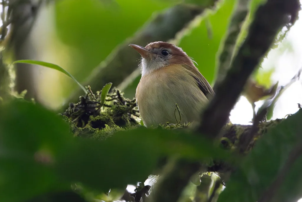棕颈绿莺雀(Pachysylvia semibrunnea)
