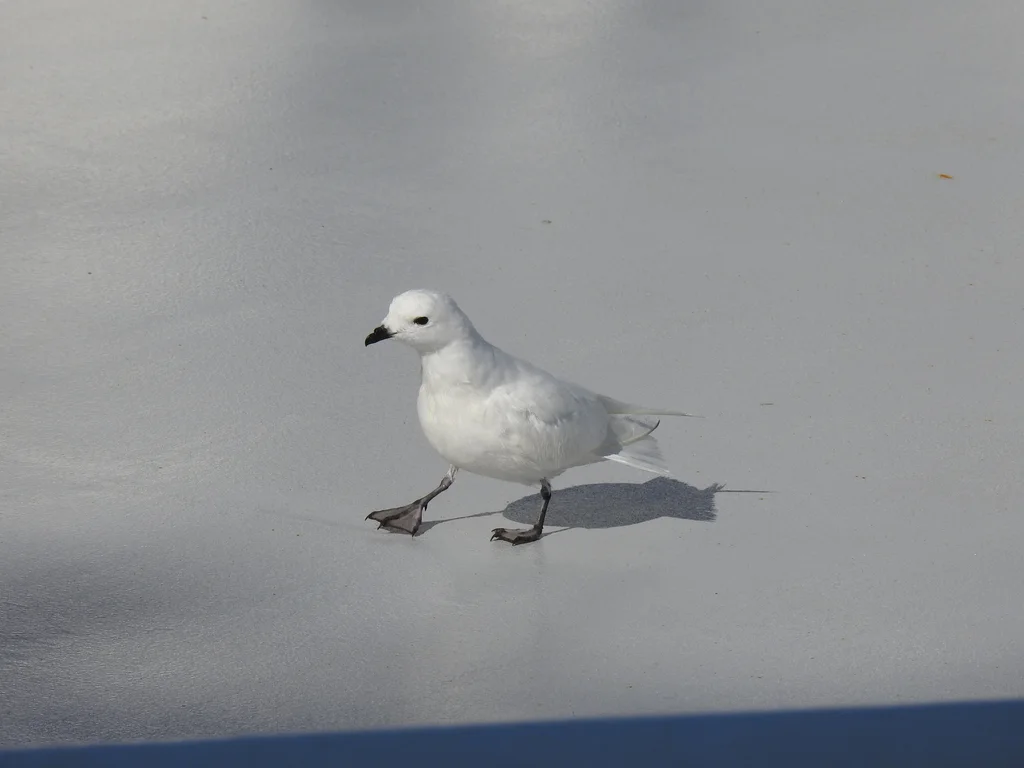 雪鹱(Pagodroma nivea)
