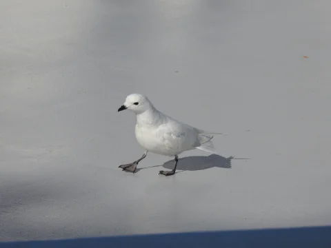 雪鹱