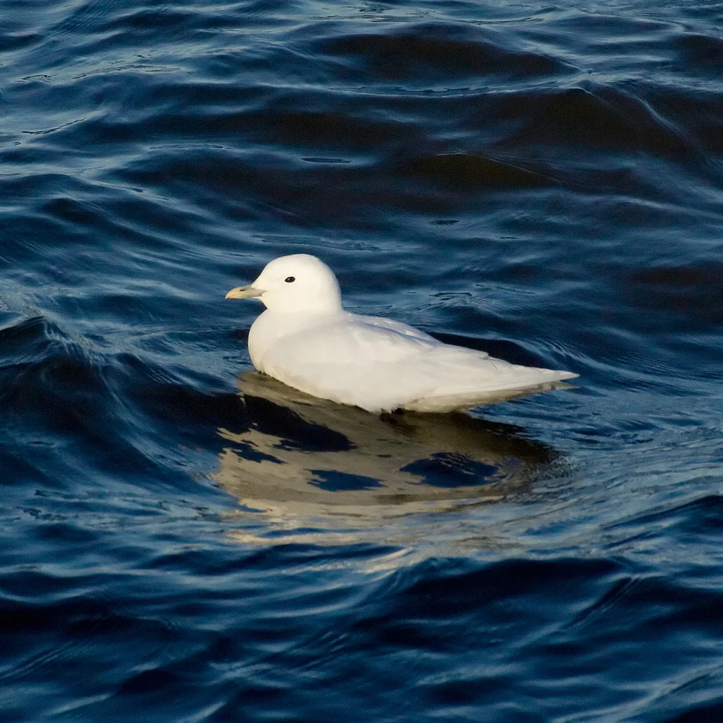 白鸥(Pagophila eburnea)