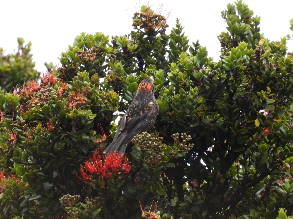 冠旋蜜雀(Palmeria dolei)
