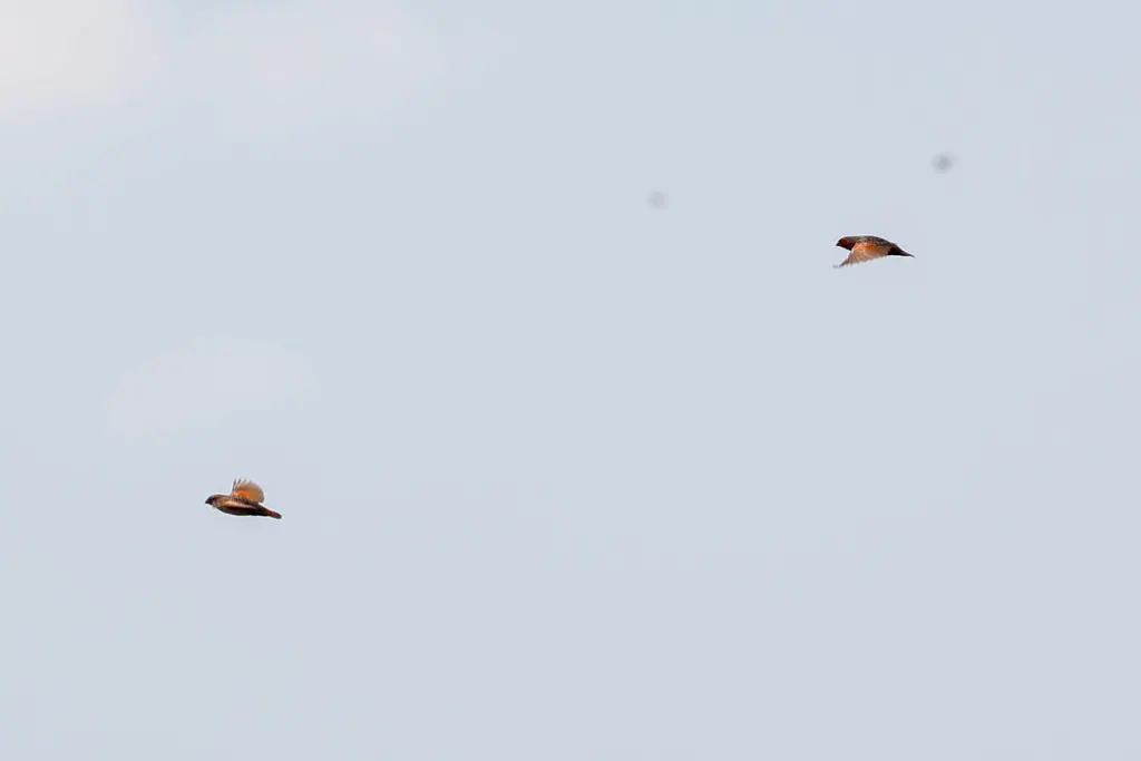 蝗鹑雀(Paludipasser locustella)