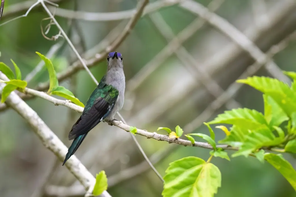 弯翅刀翅蜂鸟（Pampa curvipennis）