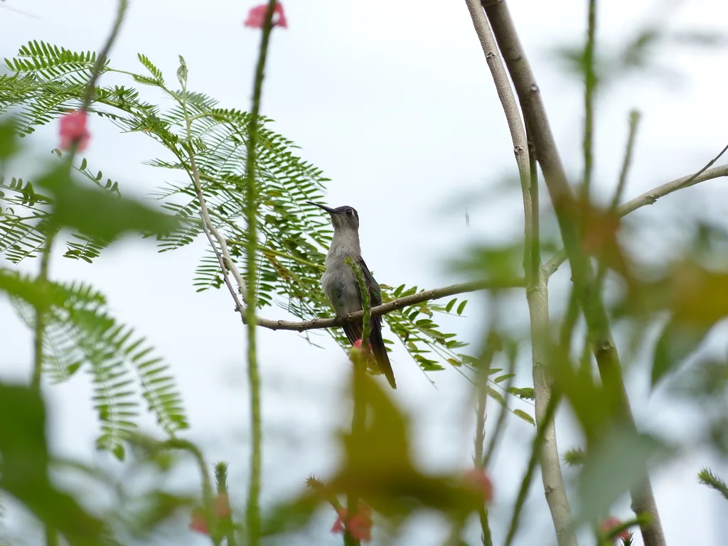 弯翅刀翅蜂鸟（Pampa curvipennis）