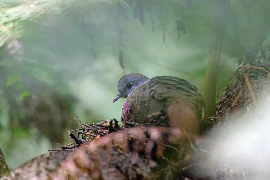 灰喉鸡鸠(Pampusana beccarii)