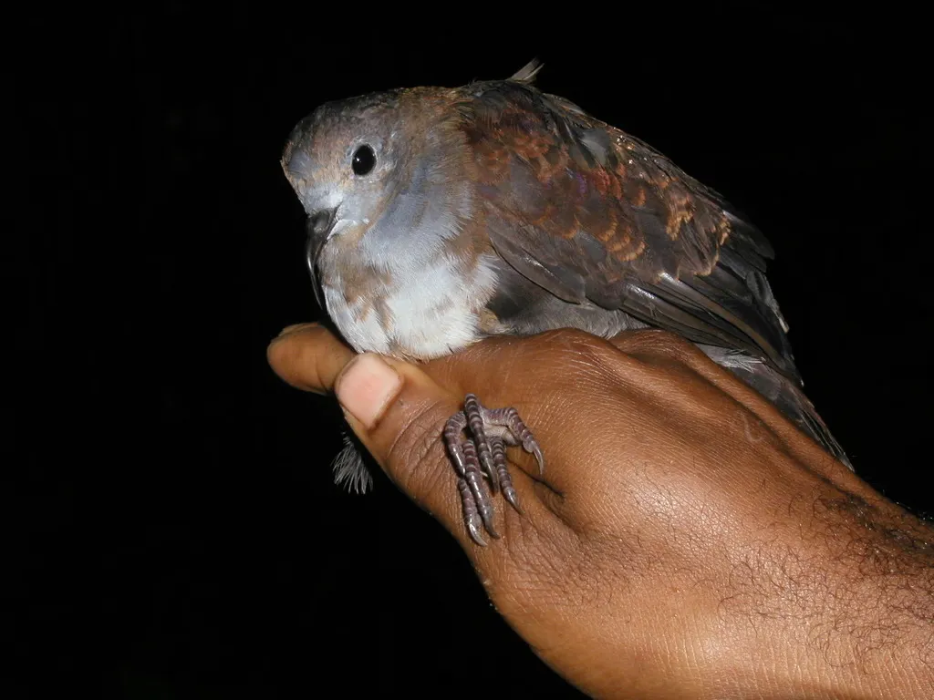 灰喉鸡鸠(Pampusana beccarii)