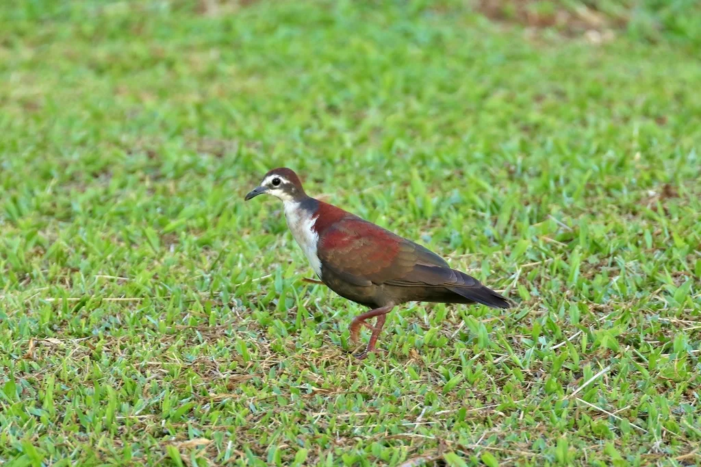特岛鸡鸠(Pampusana kubaryi)