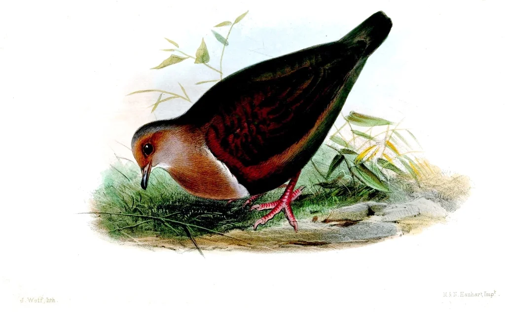 睦鸡鸠(Pampusana stairi)