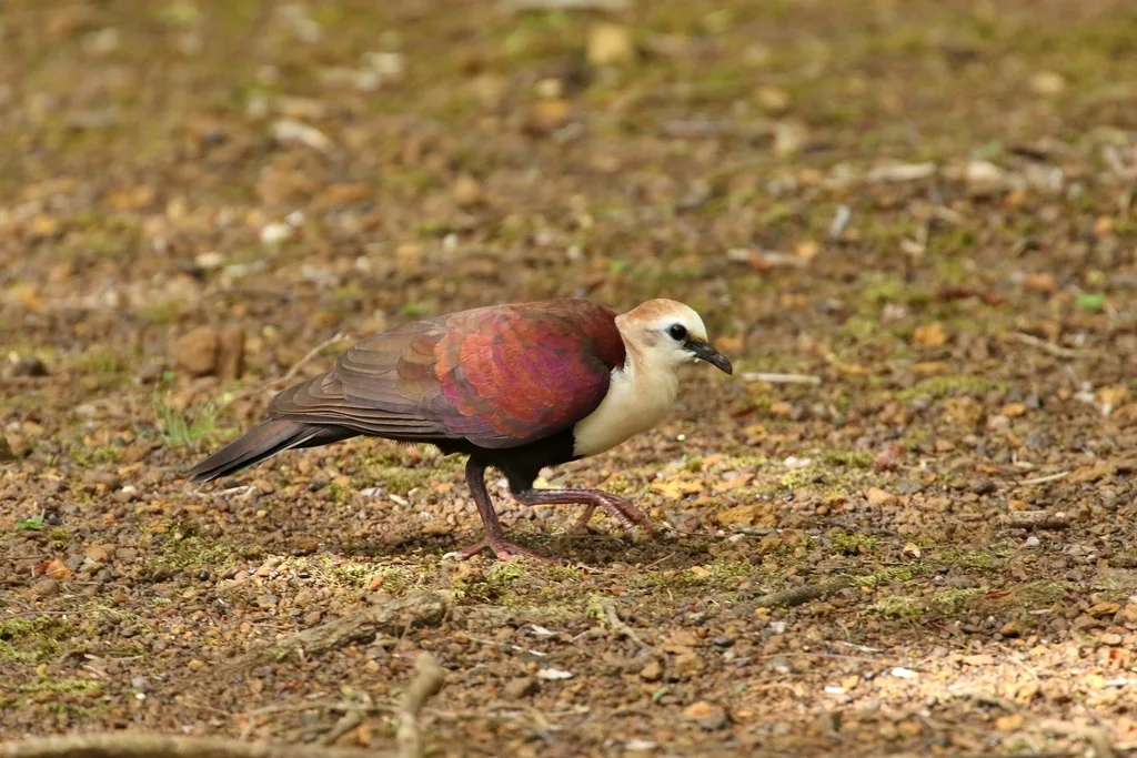 白喉鸡鸠(Pampusana xanthonura)