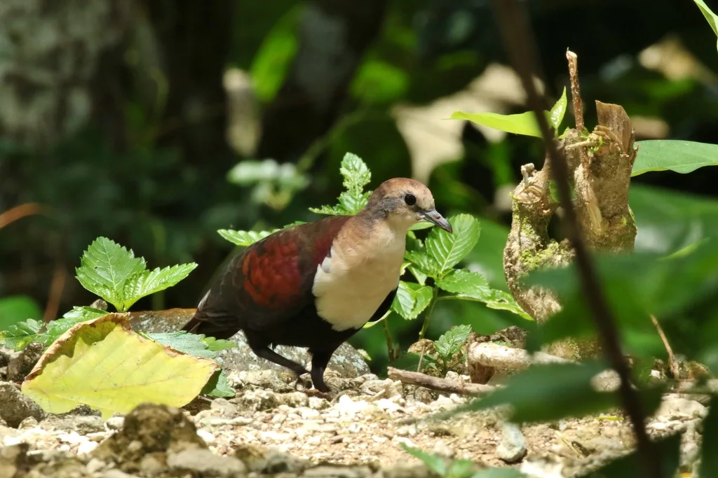 白喉鸡鸠(Pampusana xanthonura)