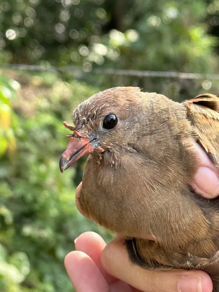 白喉鸡鸠(Pampusana xanthonura)