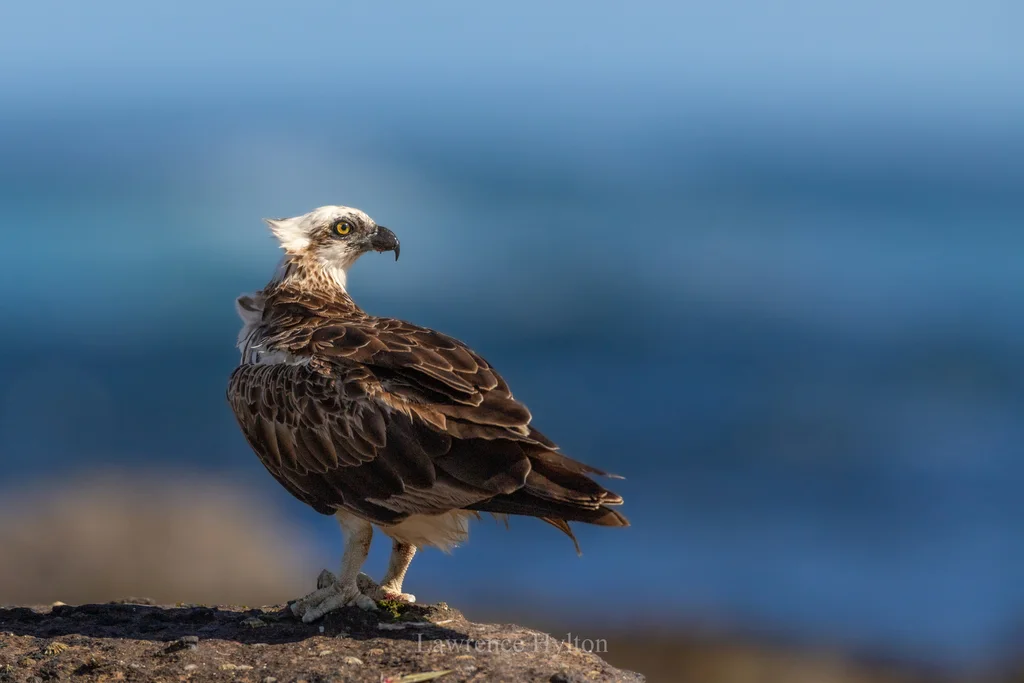 鹗(Pandion haliaetus)