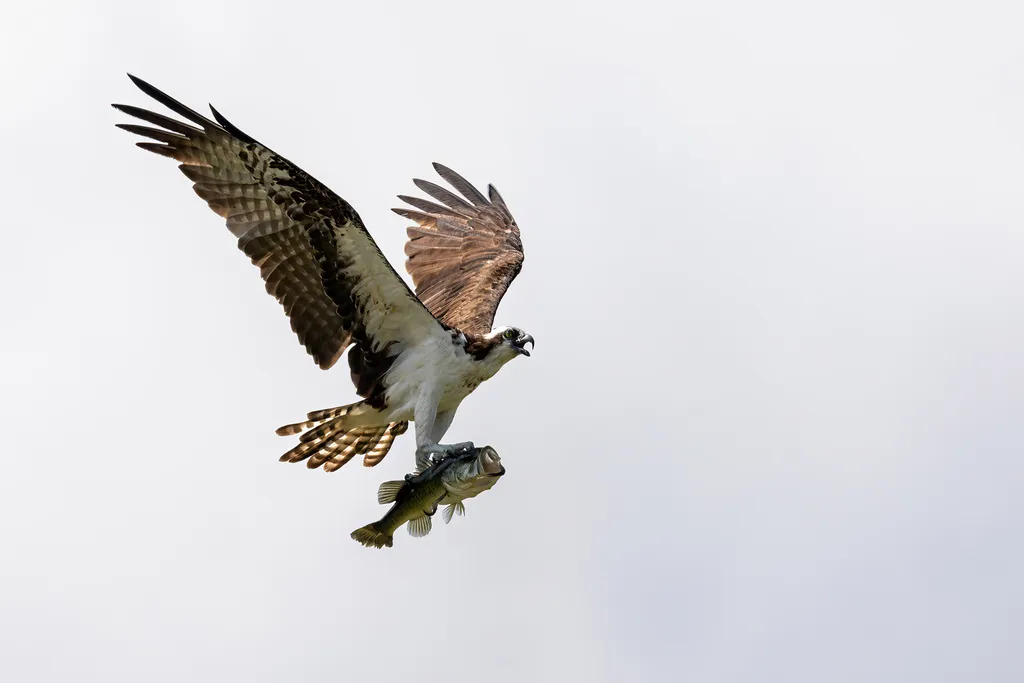 鹗(Pandion haliaetus)