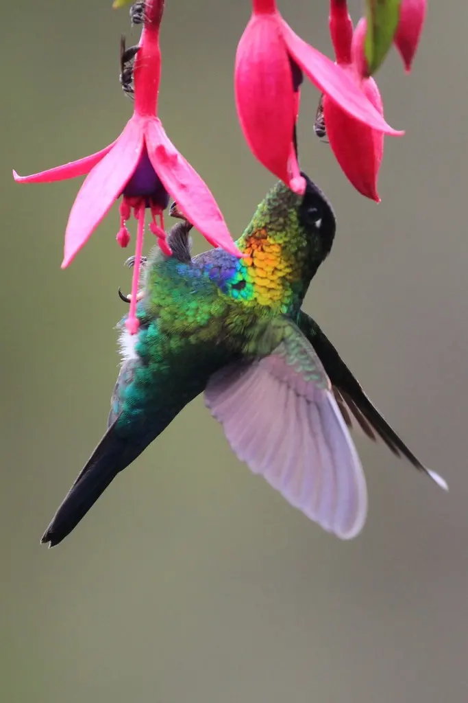火喉蜂鸟(Panterpe insignis)