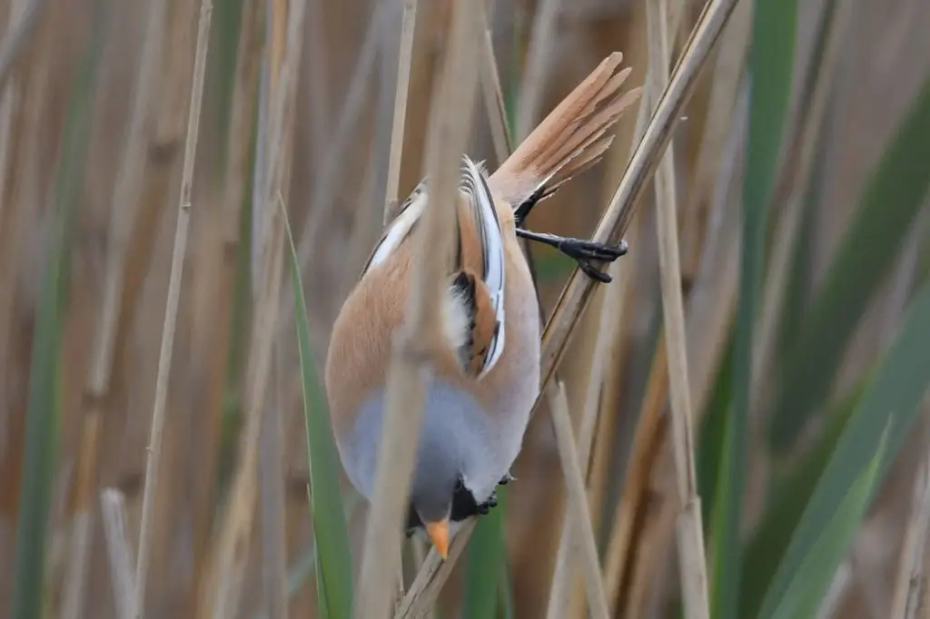 文须雀（Panurus biarmicus）