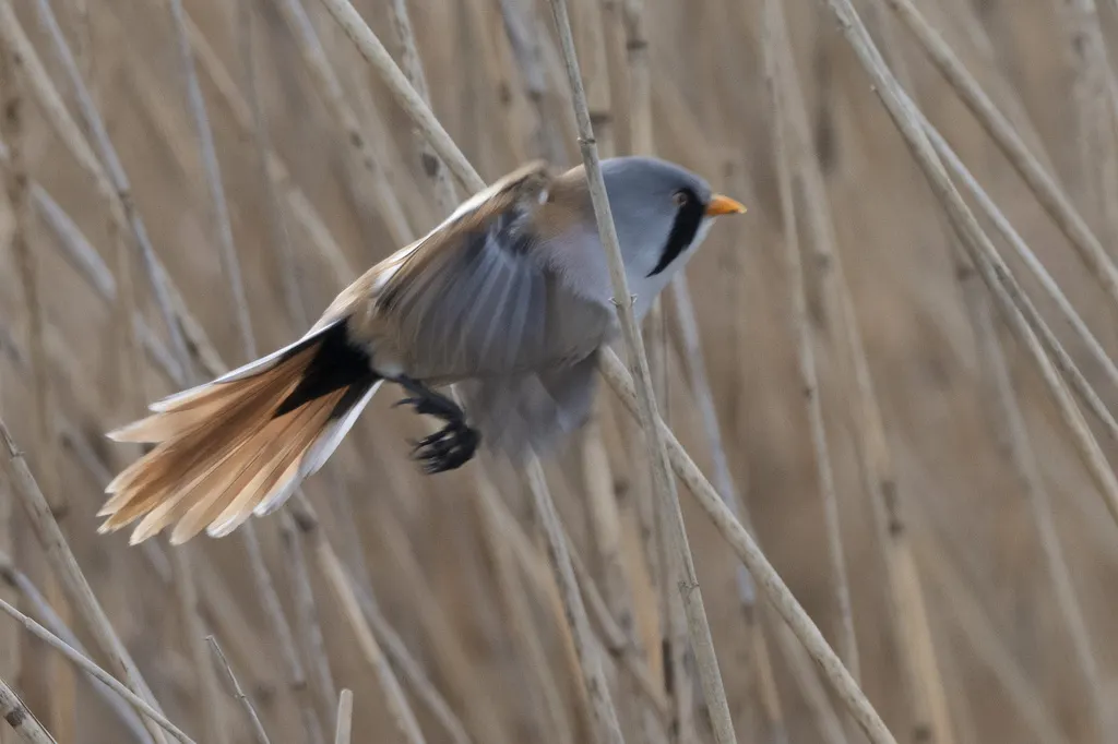 文须雀（Panurus biarmicus）