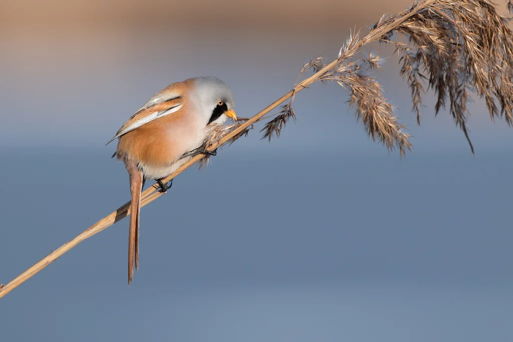 文须雀（Panurus biarmicus）