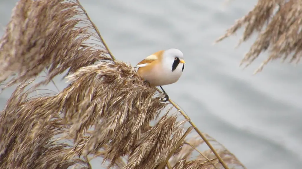 文须雀（Panurus biarmicus）