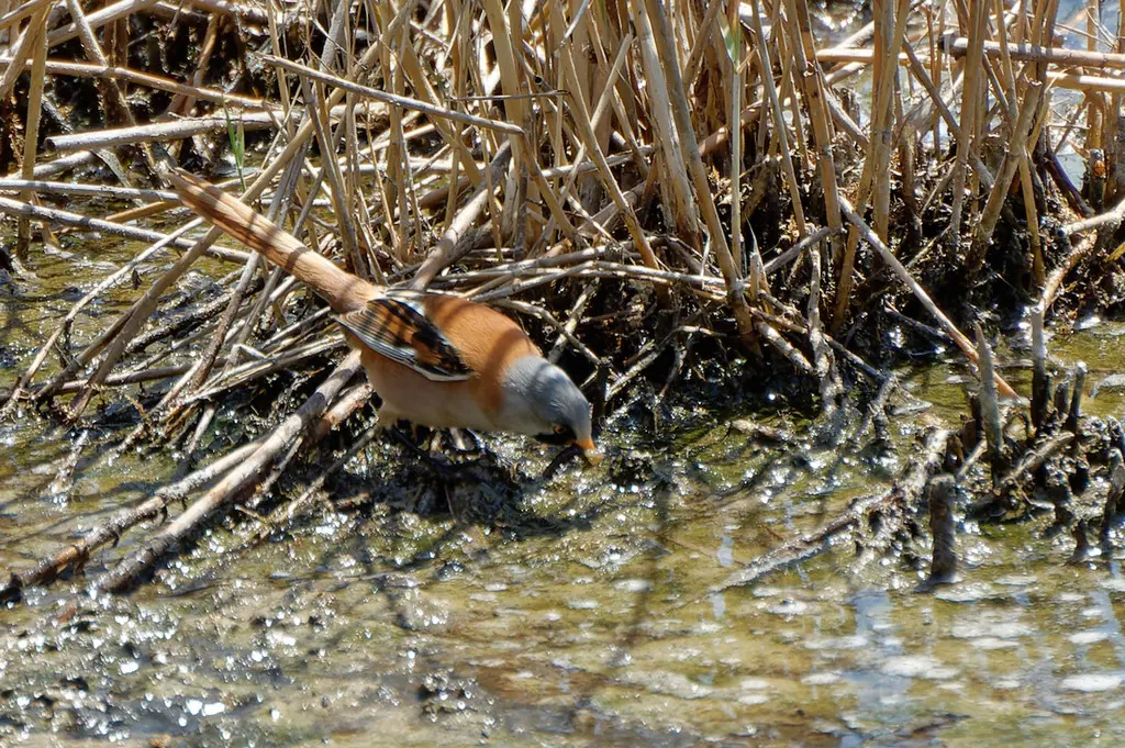 文须雀（Panurus biarmicus）
