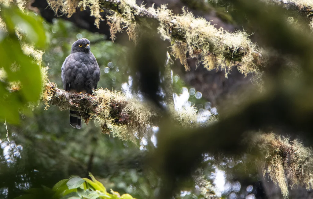 白腰鵟(Parabuteo leucorrhous)