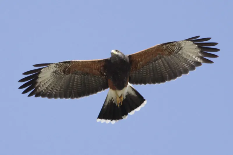 栗翅鹰(Parabuteo unicinctus)