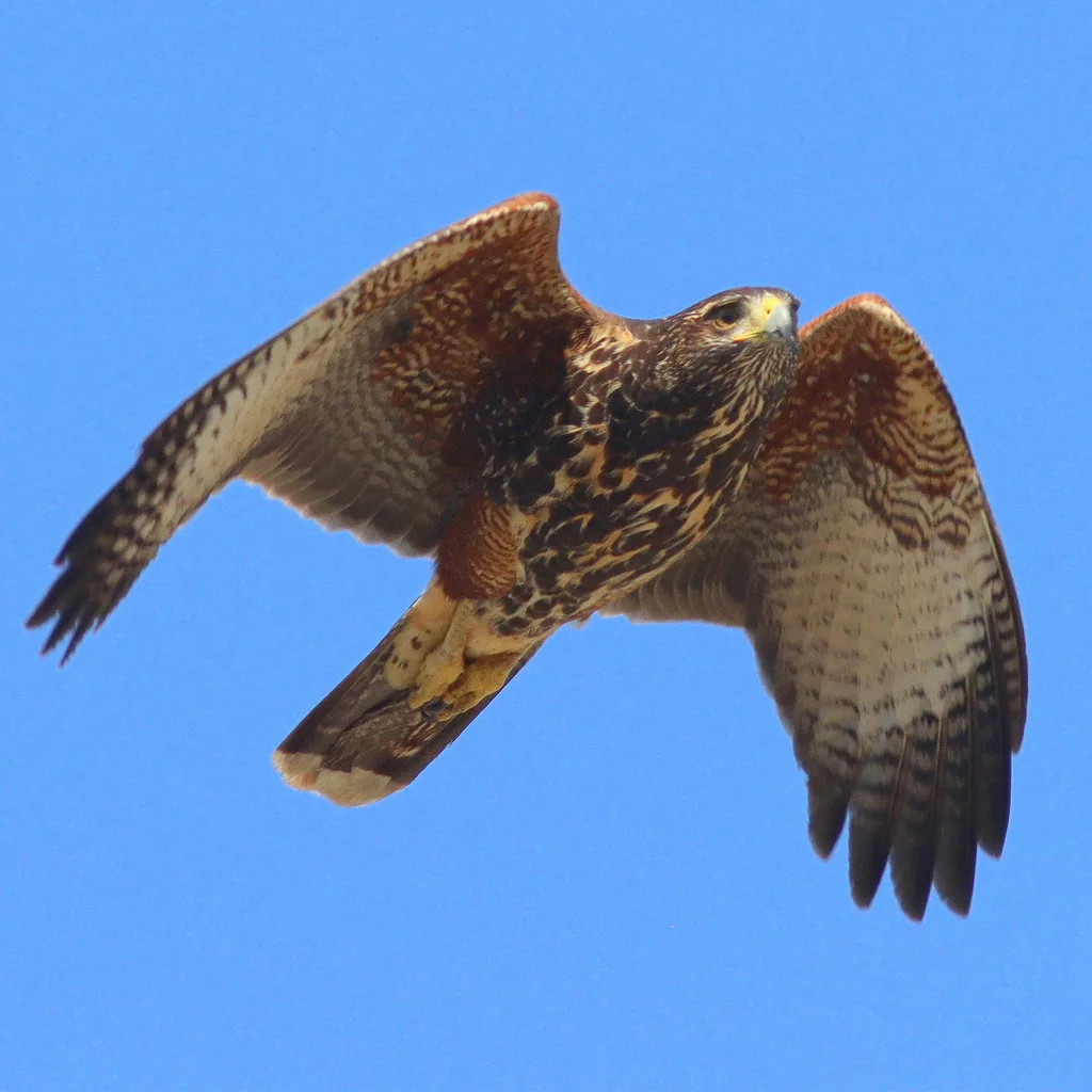 栗翅鹰(Parabuteo unicinctus)