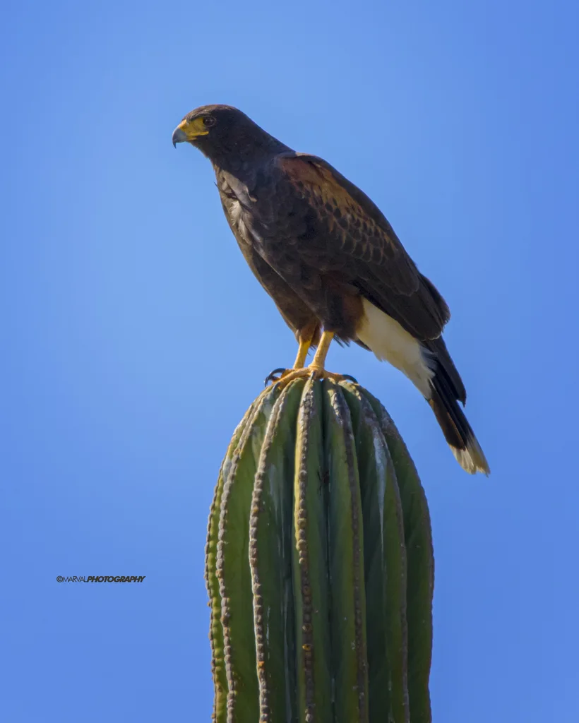 栗翅鹰(Parabuteo unicinctus)