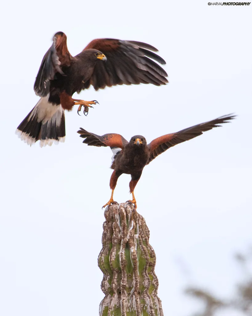栗翅鹰(Parabuteo unicinctus)