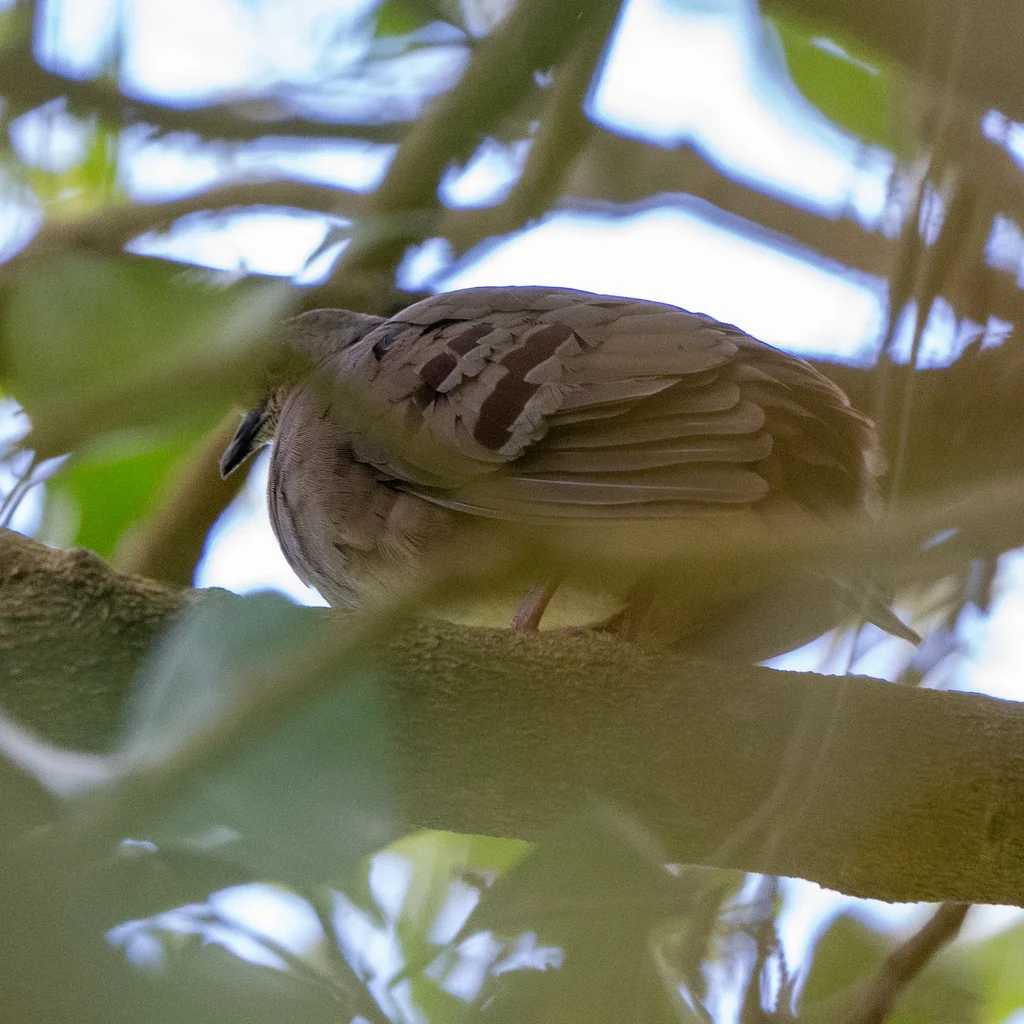紫胸地鸠(Paraclaravis mondetoura)