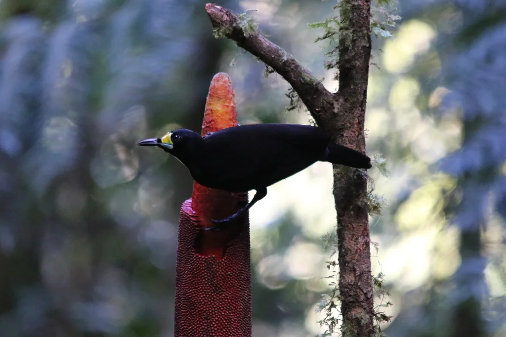 长尾肉垂风鸟(Paradigalla carunculata)
