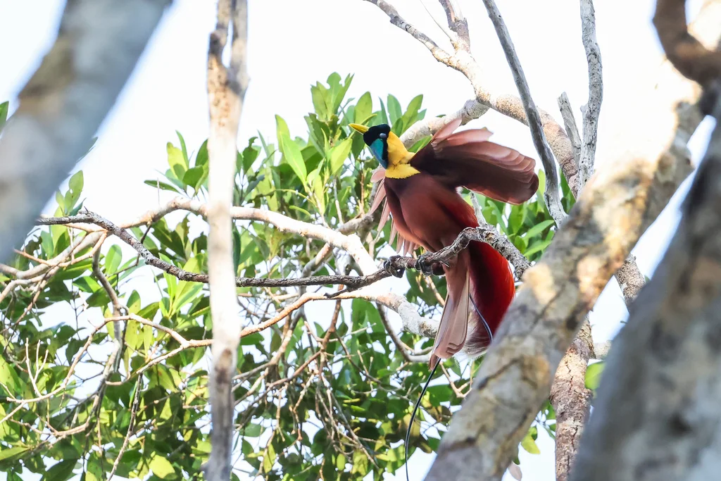 红极乐鸟(Paradisaea rubra)