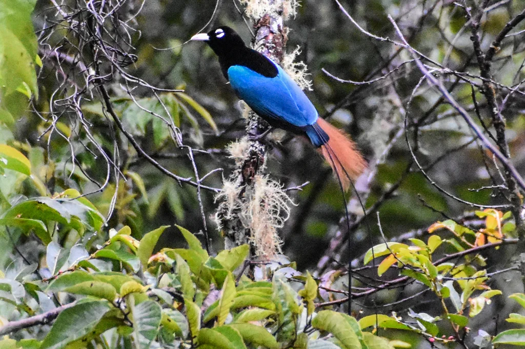 蓝极乐鸟(Paradisornis rudolphi)