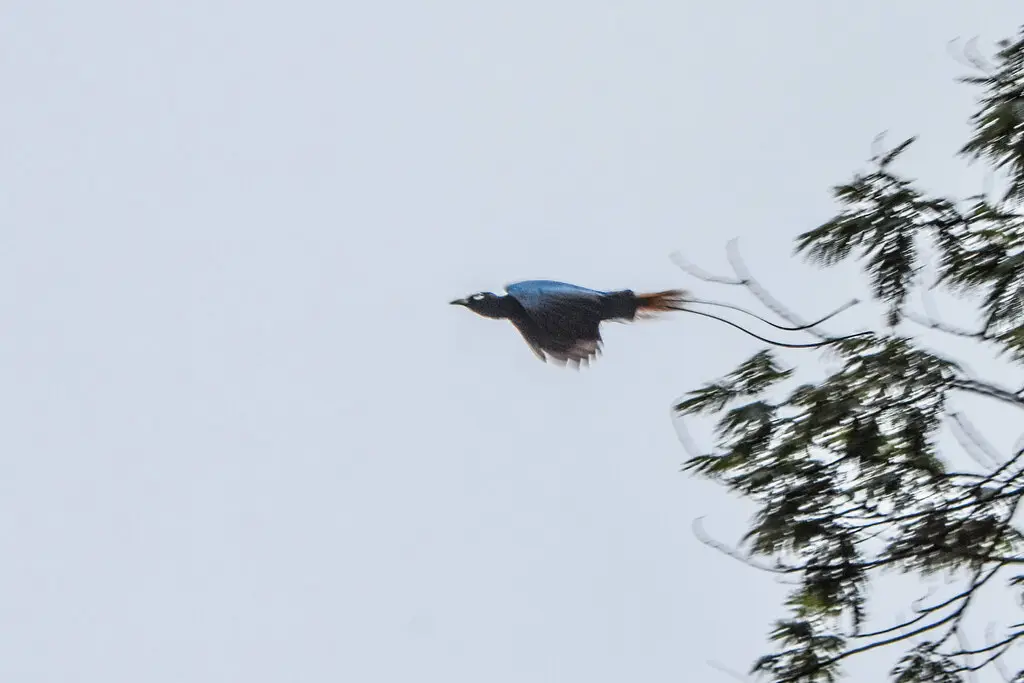 蓝极乐鸟(Paradisornis rudolphi)