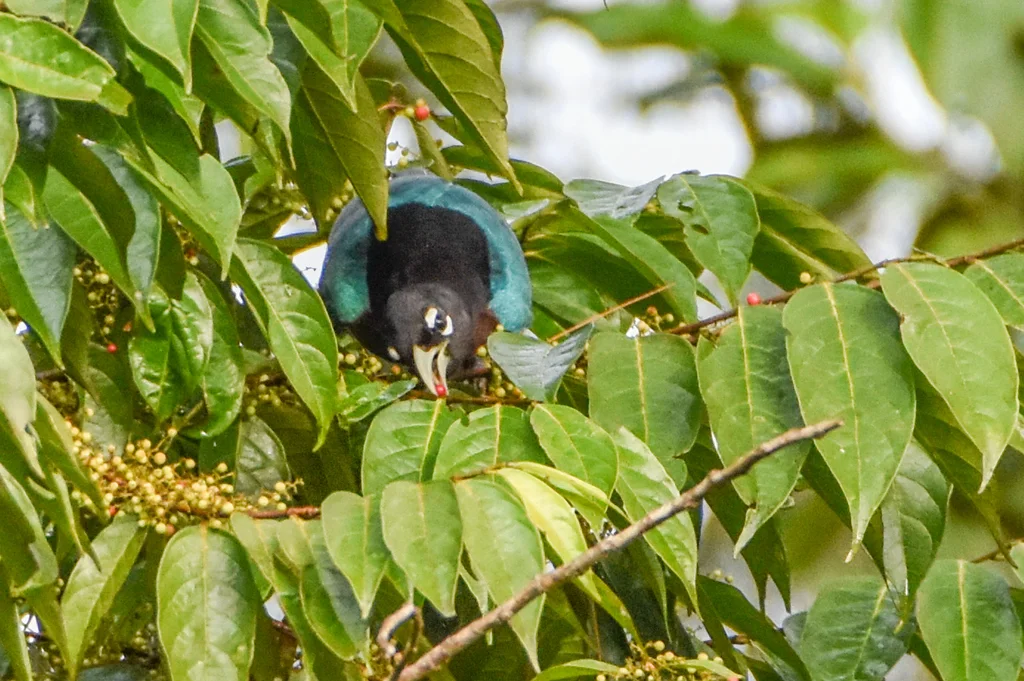 蓝极乐鸟(Paradisornis rudolphi)