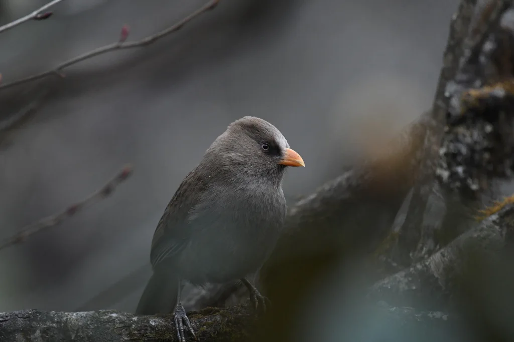 红嘴鸦雀(Paradoxornis aemodius)