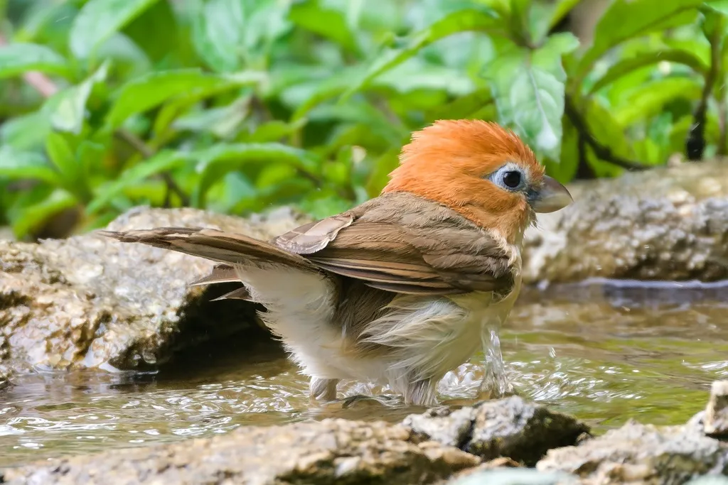 红头鸦雀(Paradoxornis bakeri)