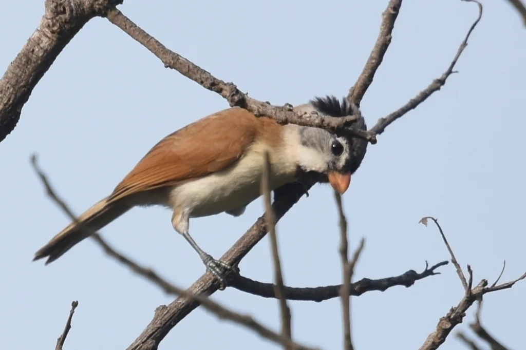 灰头鸦雀(Paradoxornis gularis)